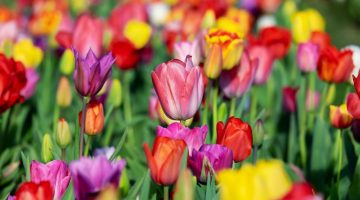 tulipán ültetése